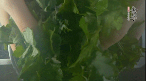 【面皮】1.鍋中水開時，放挑揀好的艾草和一撮小蘇打，第一遍煮開后倒掉，重新加水大火煮開后，小火煮1小時。煮爛的艾草用紗布瀝干。